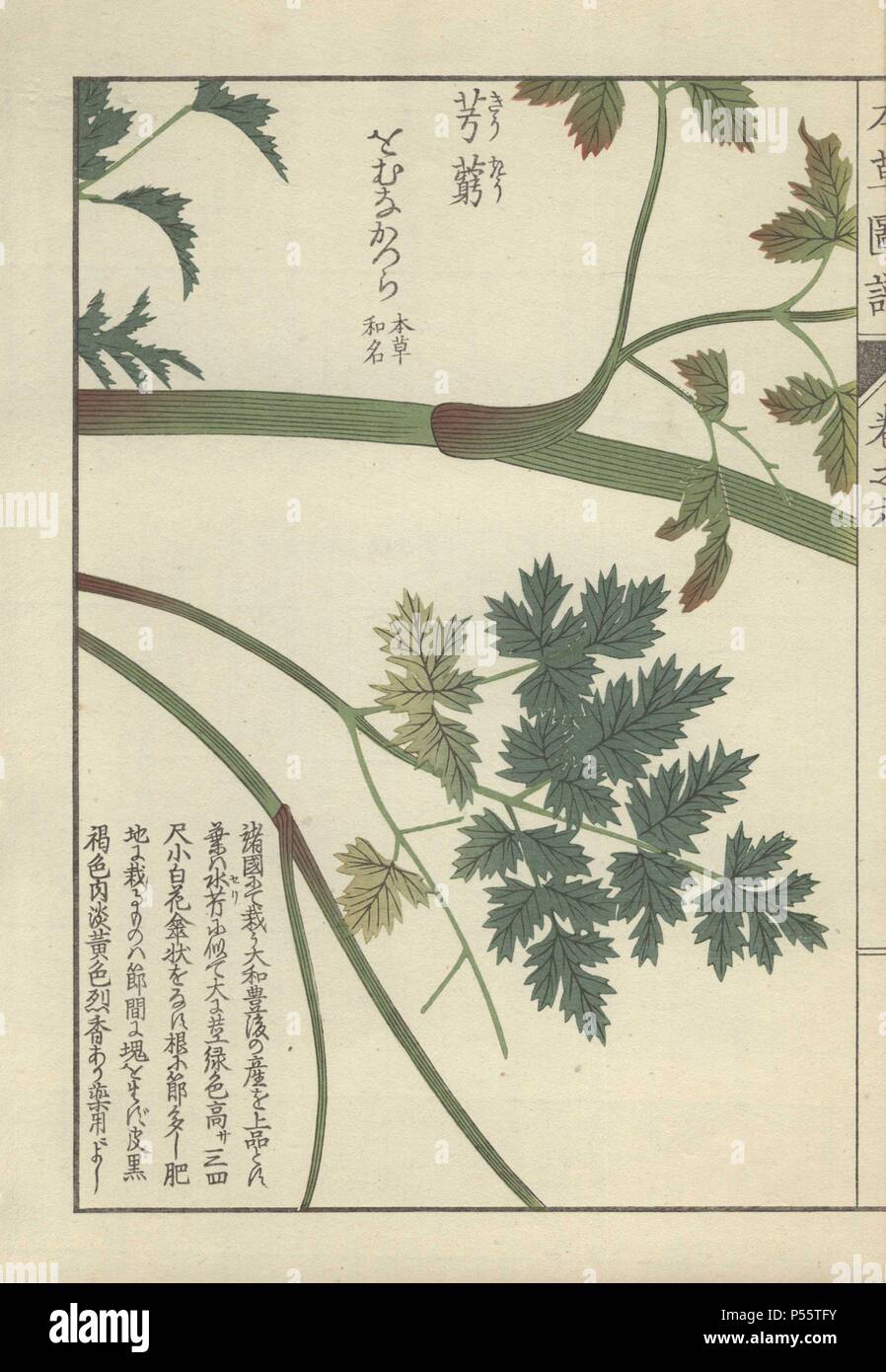 Stem and pale and dark green leaf fronds of the snowparsley plant. Cnidium officinale. Senkyou.. Colour-printed woodblock engraving by Kan'en Iwasaki from 'Honzo Zufu,' an Illustrated Guide to Medicinal Plants, 1884. Iwasaki (1786-1842) was a Japanese botanist, entomologist and zoologist. He was one of the first Japanese botanists to incorporate western knowledge into his studies. Stock Photo