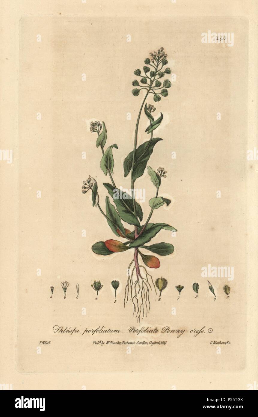 Perfoliate pennycress, Thlaspi perfoliatum. Handcoloured copperplate engraving by Charles Mathews from a drawing by Isaac Russell from William Baxter's 'British Phaenogamous Botany' 1837. Scotsman William Baxter (1788-1871) was the curator of the Oxford Botanic Garden from 1813 to 1854. Stock Photo