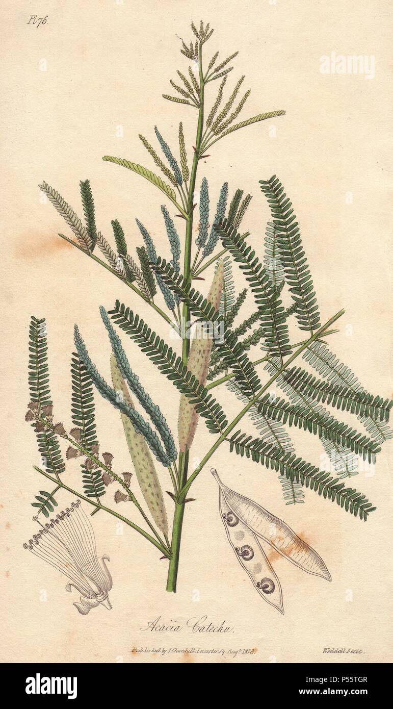 Catechu tree, Acacia catechu. Handcoloured botanical illustration engraved on steel by Weddell from John Stephenson and James Morss Churchill's 'Medical Botany: or Illustrations and descriptions of the medicinal plants of the London, Edinburgh, and Dublin pharmacopœias,' John Churchill, London, 1831. Stock Photo