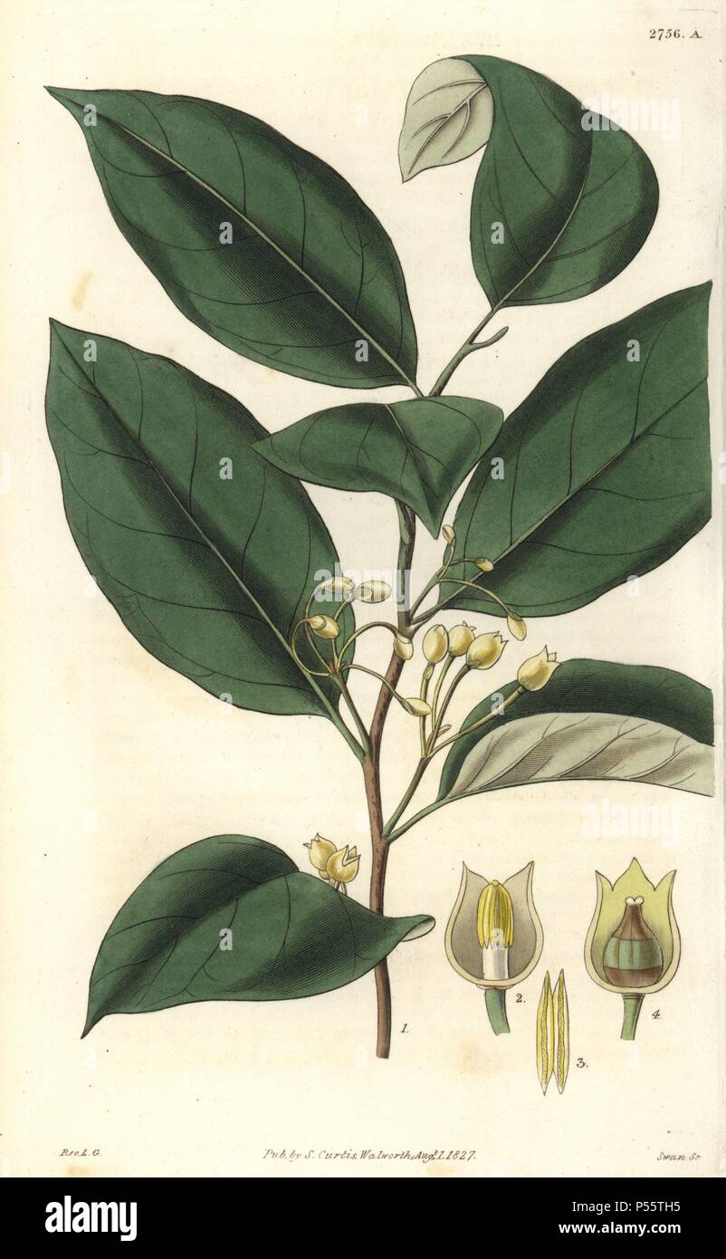 Myristica officinalis or Myristica fragrans. . Aromatic, or the true nutmeg tree. Branch of the male tree, and sections of the male and female flowers.. . Illustration by WJ Hooker, engraved by Swan. Handcolored copperplate engraving from William Curtis's 'The Botanical Magazine' 1827.. . William Jackson Hooker (1785-1865) was an English botanist, writer and artist. He was Regius Professor of Botany at Glasgow University, and editor of Curtis' 'Botanical Magazine' from 1827 to 1865. In 1841, he was appointed director of the Royal Botanic Gardens at Kew, and was succeeded by his son Joseph Dalt Stock Photo