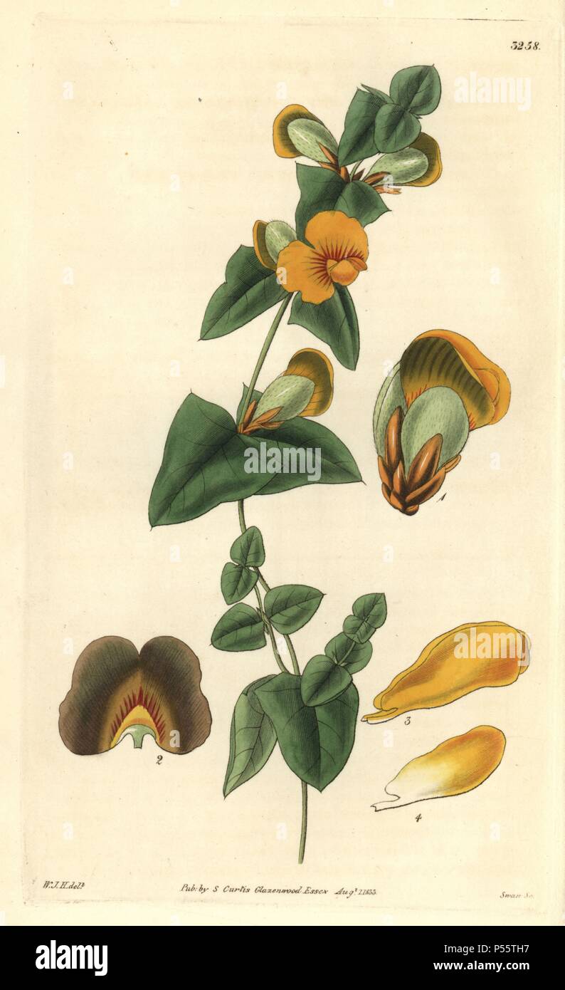 Obtuse-leaved flat pea, Platylobium obtusangulum. Illustration drawn by William Jackson Hooker, engraved by Swan. Handcolored copperplate engraving from William Curtis's 'The Botanical Magazine,' Samuel Curtis, 1833. Hooker (1785-1865) was an English botanist, writer and artist. He was Regius Professor of Botany at Glasgow University, and editor of Curtis' 'Botanical Magazine' from 1827 to 1865. In 1841, he was appointed director of the Royal Botanic Gardens at Kew, and was succeeded by his son Joseph Dalton. Hooker documented the fern and orchid crazes that shook England in the mid-19th centu Stock Photo