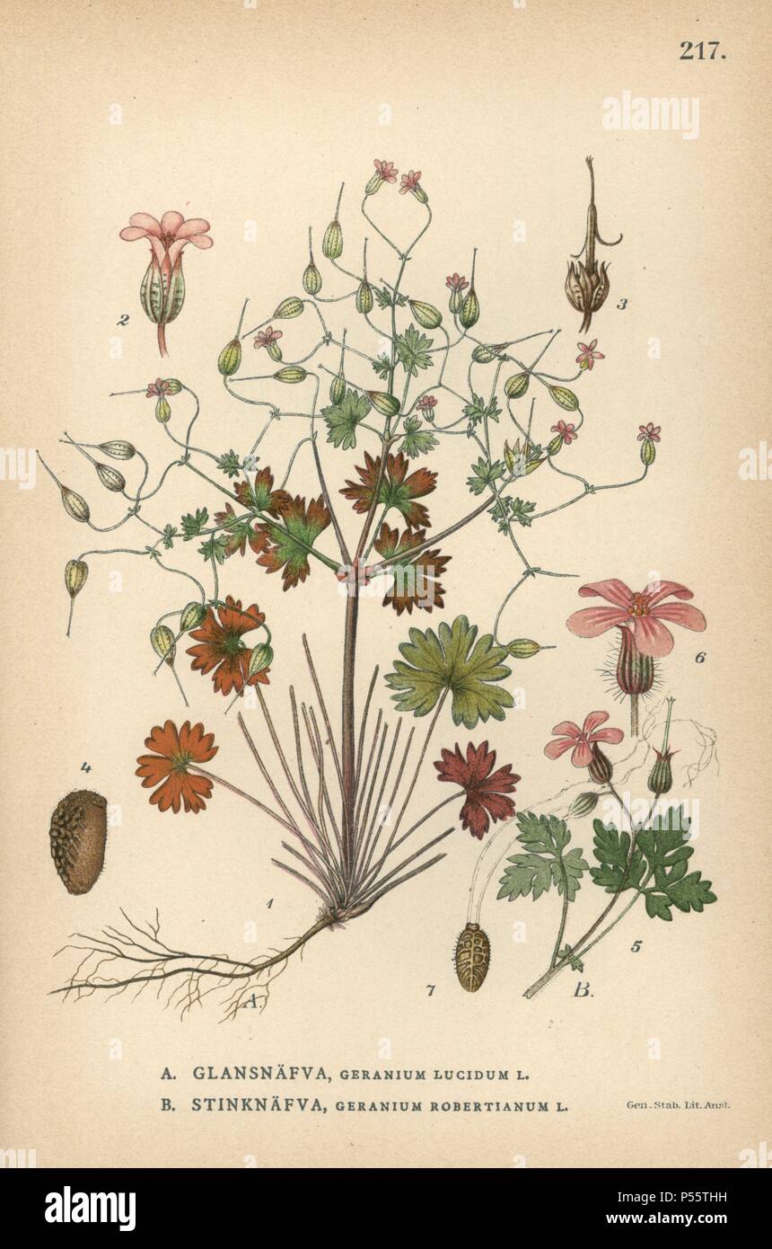 Shiny geranium, Geranium lucidum, and Herb Robert, Geranium robertianum. Chromolithograph from Carl Lindman's "Bilder ur Nordens Flora" (Pictures of Northern Flora), Stockholm, Wahlström & Widstrand, 1905. Lindman (1856-1928) was Professor of Botany at the Swedish Museum of Natural History (Naturhistoriska Riksmuseet). The chromolithographs were based on Johan Wilhelm Palmstruch's "Svensk botanik" (1802-1843). Stock Photo