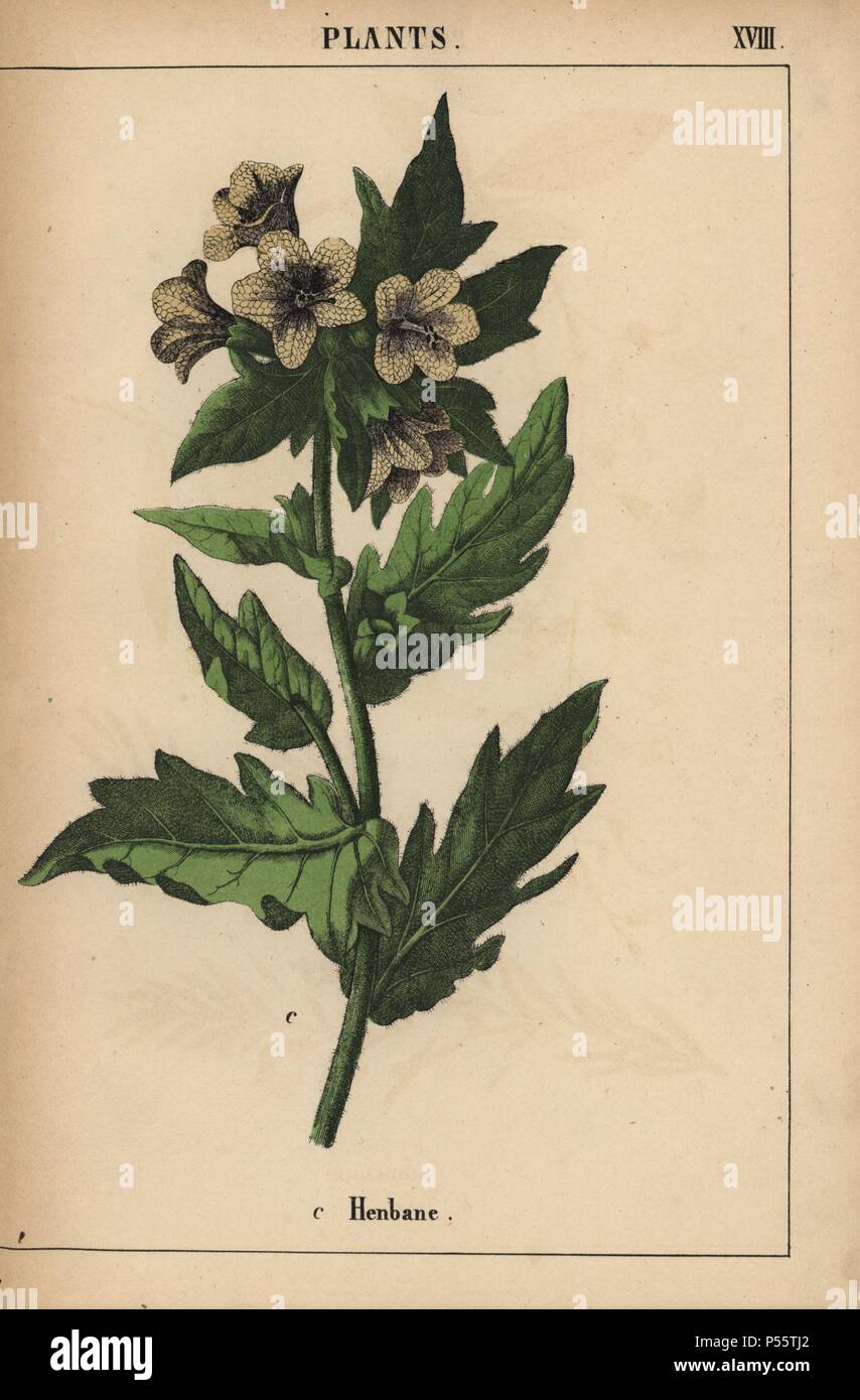Henbane. . Chromolithograph from 'The Instructive Picturebook, or Lessons from the Vegetable World,' [Charlotte Mary Yonge], Edinburgh, 1858. Stock Photo