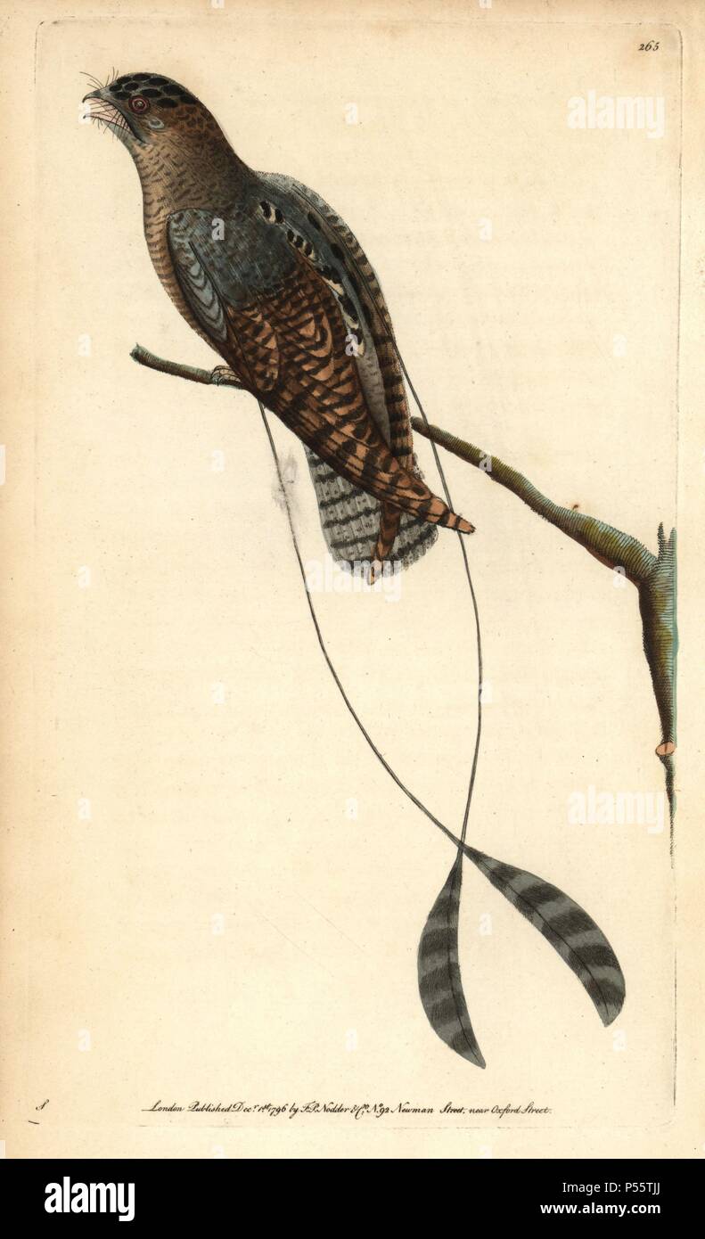 Standard-winged nightjar, Macrodipteryx longipennis. Illustration signed S (George Shaw). Handcolored copperplate engraving from George Shaw and Frederick Nodder's 'The Naturalist's Miscellany' 1796.. Frederick Polydore Nodder (17511801?) was a gifted natural history artist and engraver. Nodder honed his draftsmanship working on Captain Cook and Joseph Banks' Florilegium and engraving Sydney Parkinson's sketches of Australian plants. He was made 'botanic painter to her majesty' Queen Charlotte in 1785. Nodder also drew the botanical studies in Thomas Martyn's Flora Rustica (1792) and 38 Plate Stock Photo