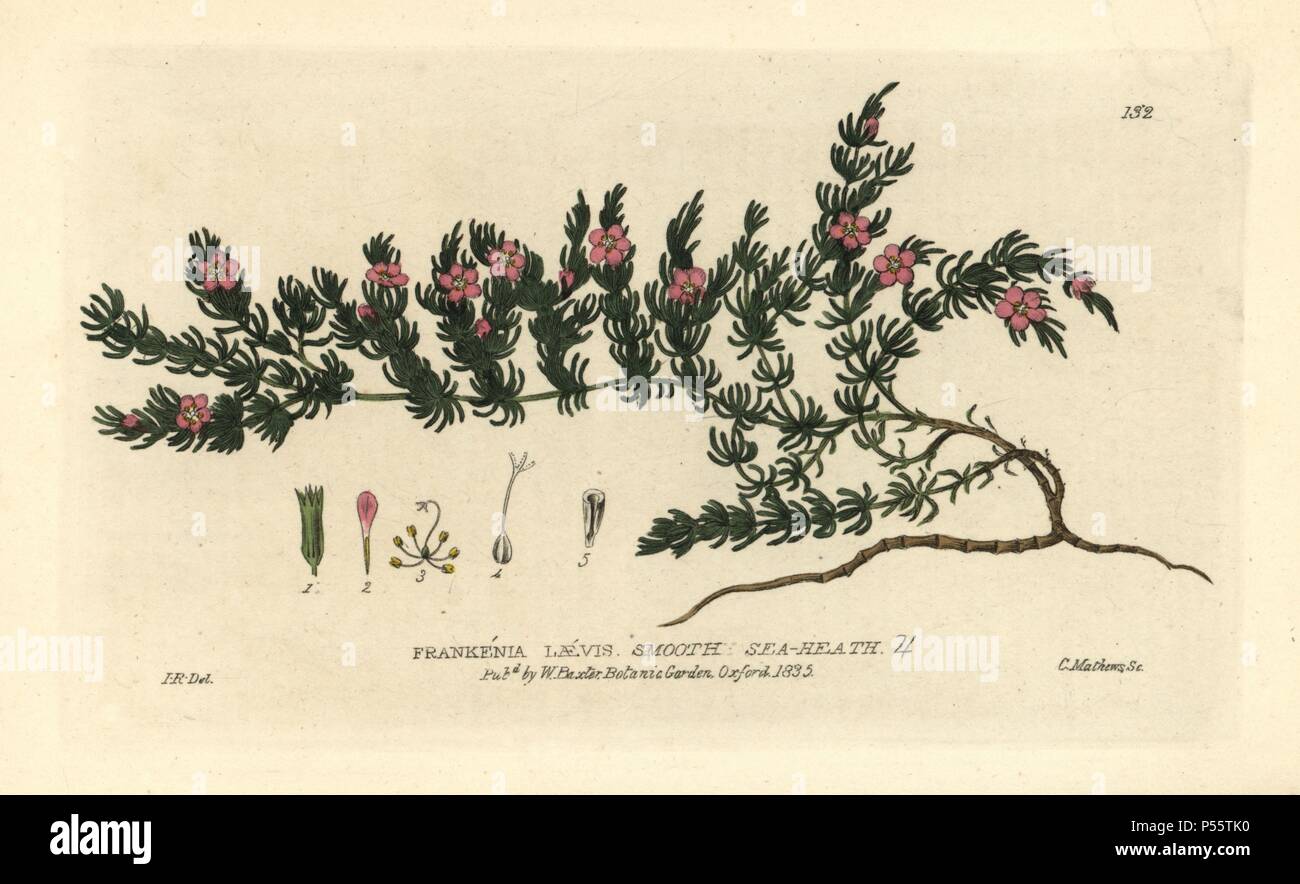 Smooth sea-heath, Frankenia laevis. Handcoloured copperplate engraving by Charles Mathews of a drawing by Isaac Russell from William Baxter's 'British Phaenogamous Botany' 1835. Scotsman William Baxter (1788-1871) was the curator of the Oxford Botanic Garden from 1813 to 1854. Stock Photo