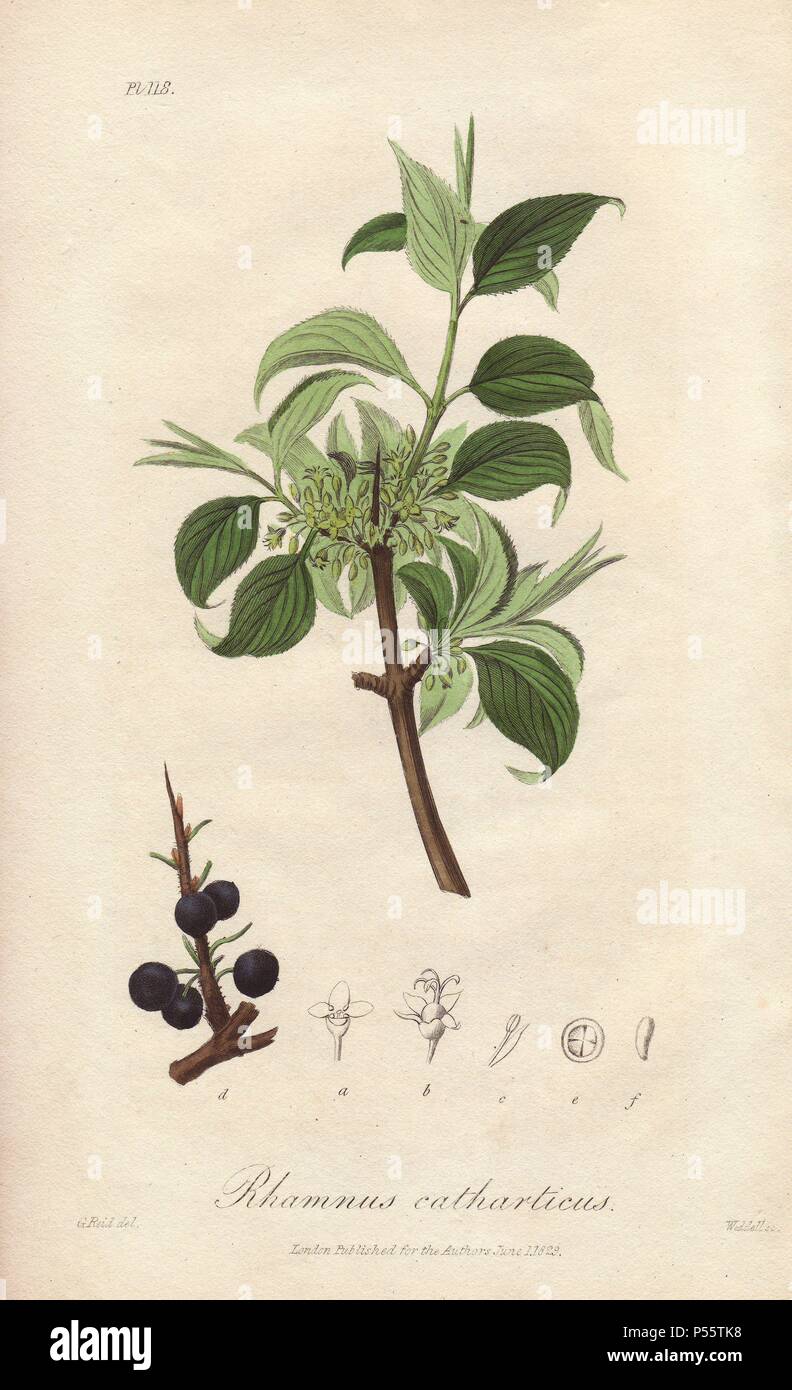 Purging buckthorn, Rhamnus cathartica. Handcoloured botanical illustration drawn by G. Reid and engraved on steel by Weddell from John Stephenson and James Morss Churchill's 'Medical Botany: or Illustrations and descriptions of the medicinal plants of the London, Edinburgh, and Dublin pharmacopœias,' John Churchill, London, 1831. Stock Photo