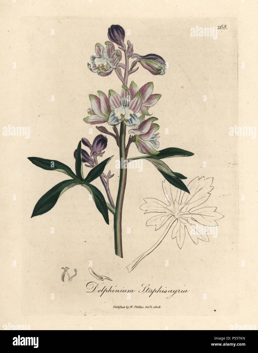 Palmated larkspur or stavesacre, Delphinium staphisagria. Handcoloured copperplate engraving from a botanical illustration by James Sowerby from William Woodville and Sir William Jackson Hooker's 'Medical Botany,' John Bohn, London, 1832. The tireless Sowerby (1757-1822) drew over 2, 500 plants for Smith's mammoth 'English Botany' (1790-1814) and 440 mushrooms for 'Coloured Figures of English Fungi ' (1797) among many other works. Stock Photo