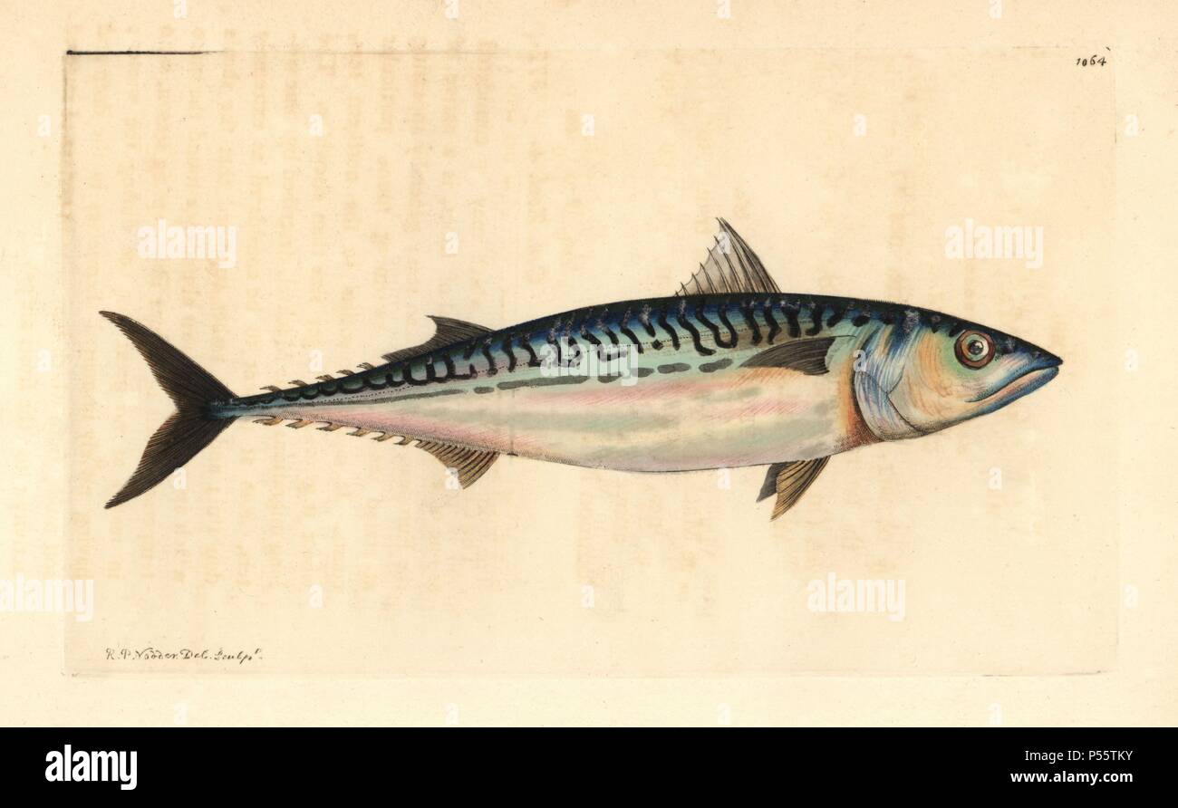 Atlantic mackerel, Scomber scombrus. Illustration drawn and engraved by Richard Polydore Nodder. Handcolored copperplate engraving from George Shaw and Frederick Nodder's "The Naturalist's Miscellany" 1812. Most of the 1,064 illustrations of animals, birds, insects, crustaceans, fishes, marine life and microscopic creatures for the Naturalist's Miscellany were drawn by George Shaw, Frederick Nodder and Richard Nodder, and engraved and published by the Nodder family. Frederick drew and engraved many of the copperplates until his death around 1800, and son Richard (1774~1823) was responsible for Stock Photo
