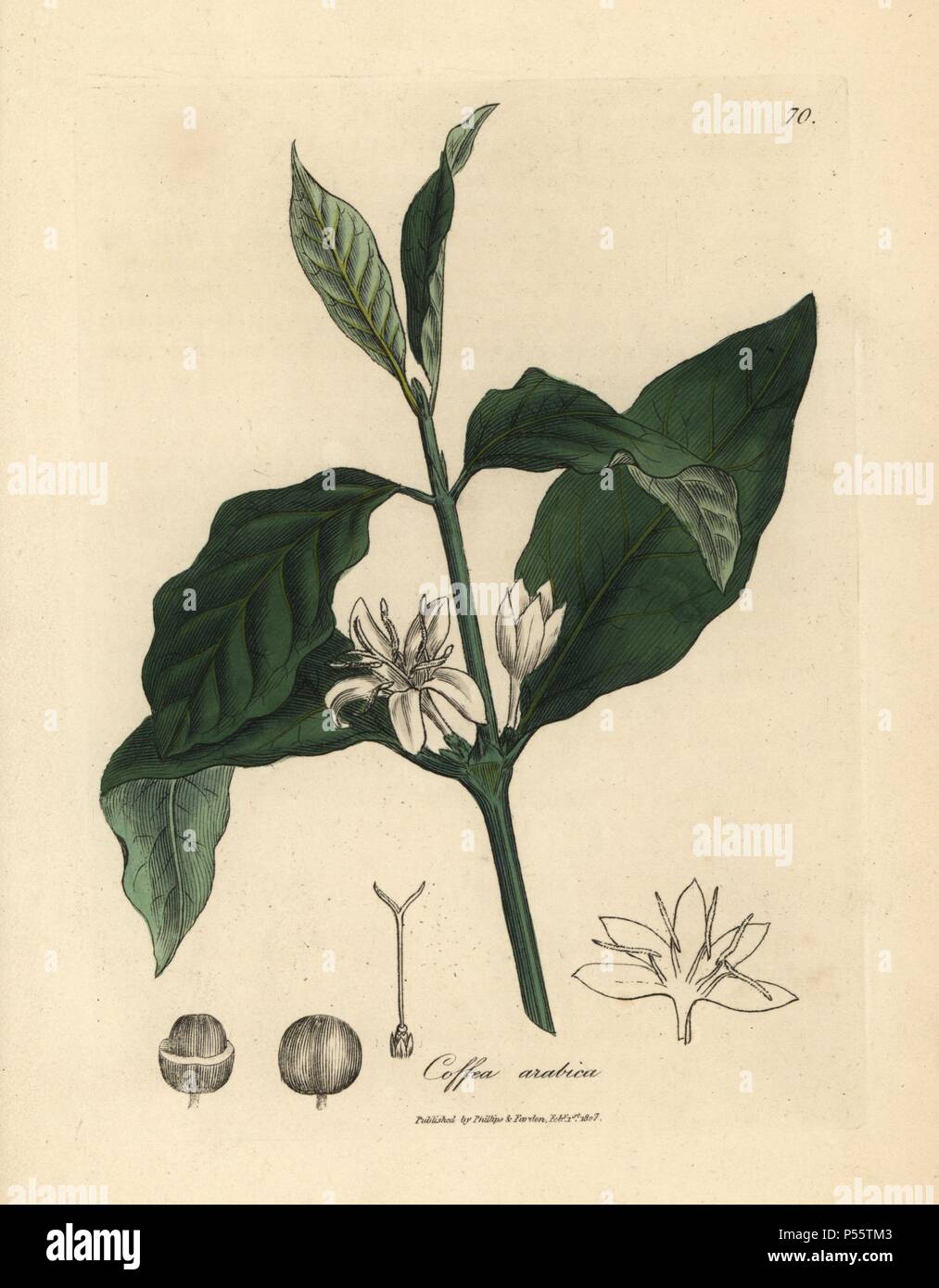 White flower, leaves and bean of the coffee plant, Coffea arabica. Handcolored copperplate engraving from a botanical illustration by James Sowerby from William Woodville and Sir William Jackson Hooker's 'Medical Botany' 1832. The tireless Sowerby (1757-1822) drew over 2,500 plants for Smith's mammoth 'English Botany' (1790-1814) and 440 mushrooms for 'Coloured Figures of English Fungi ' (1797) among many other works. Stock Photo