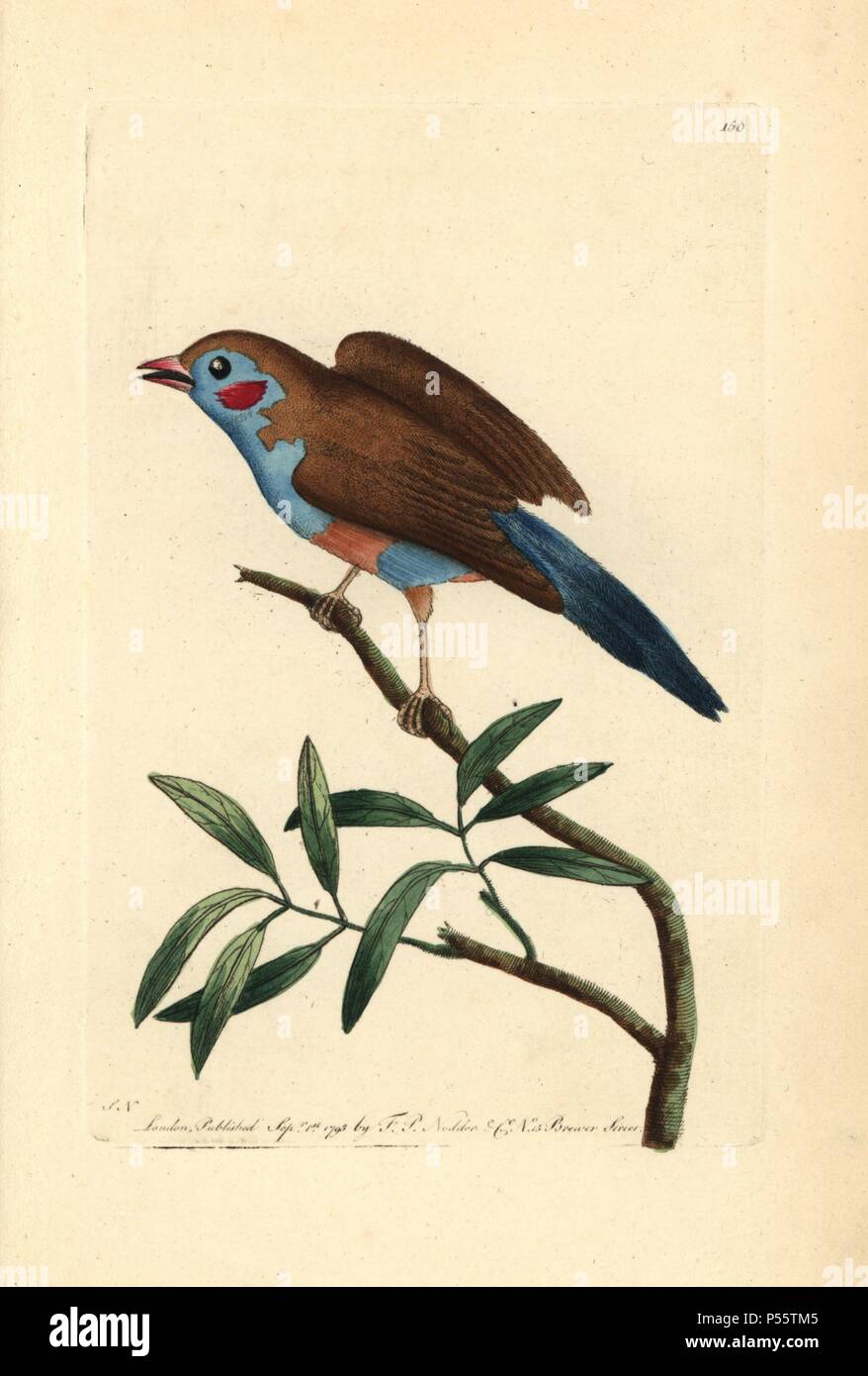 Red-cheeked cordon-blue, Uraeginthus bengalus. Illustration signed SN (George Shaw and Frederick Nodder).. Handcolored copperplate engraving from George Shaw and Frederick Nodder's 'The Naturalist's Miscellany' 1793.. Frederick Polydore Nodder (17511801?) was a gifted natural history artist and engraver. Nodder honed his draftsmanship working on Captain Cook and Joseph Banks' Florilegium and engraving Sydney Parkinson's sketches of Australian plants. He was made 'botanic painter to her majesty' Queen Charlotte in 1785. Nodder also drew the botanical studies in Thomas Martyn's Flora Rustica (1 Stock Photo