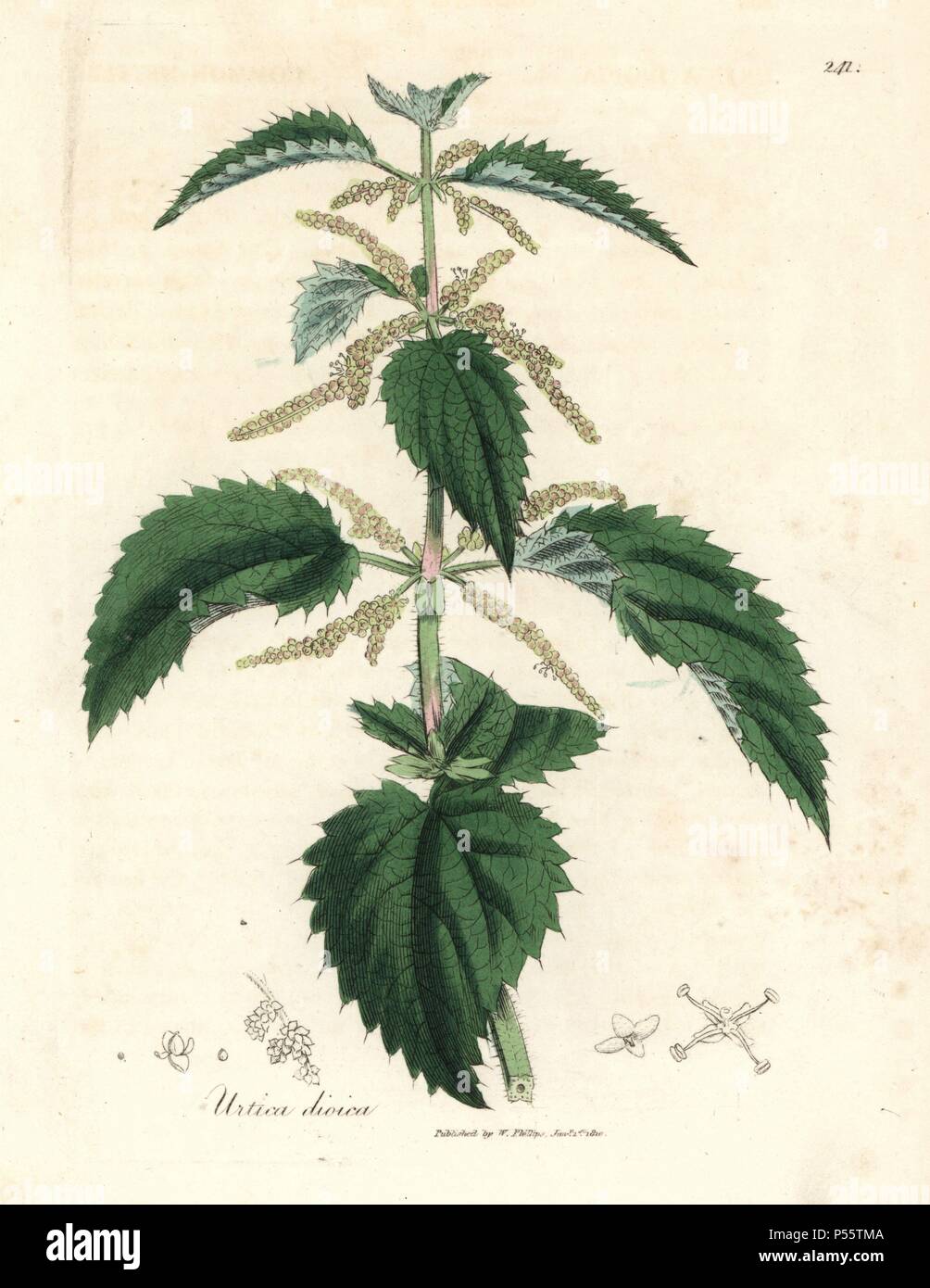 Stinging nettle, Urtica dioica. Handcolored copperplate engraving from a botanical illustration by James Sowerby from William Woodville and Sir William Jackson Hooker's 'Medical Botany' 1832. The tireless Sowerby (1757-1822) drew over 2,500 plants for Smith's mammoth 'English Botany' (1790-1814) and 440 mushrooms for 'Coloured Figures of English Fungi ' (1797) among many other works. Stock Photo