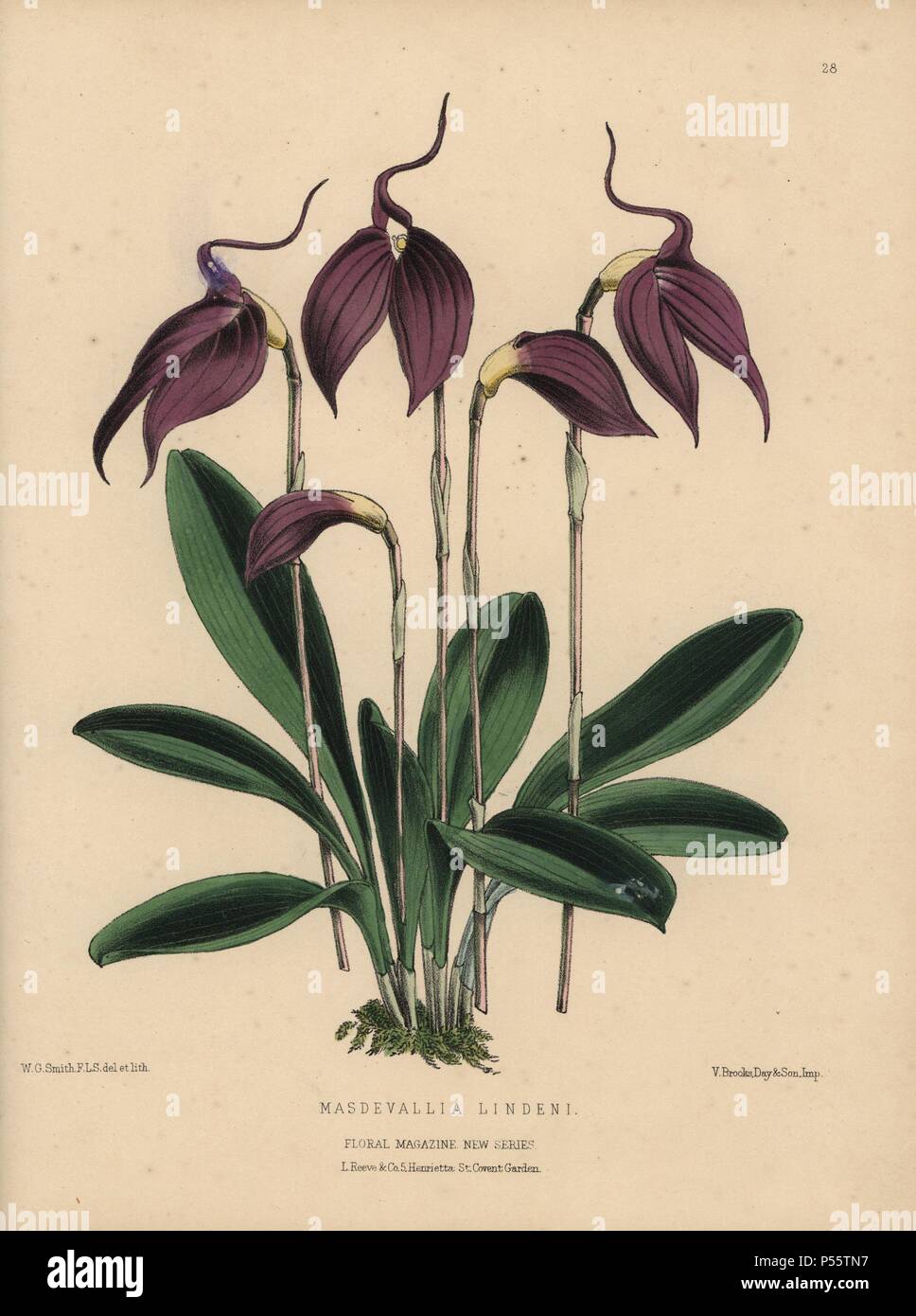Purple masdevallia orchid. Masdevallia lindeni. Handcolored botanical drawn and lithographed by W.G. Smith from H.H. Dombrain's 'Floral Magazine' 1872.. Worthington G. Smith (1835-1917), architect, engraver and mycologist. Smith also illustrated 'The Gardener's Chronicle.' Henry Honywood Dombrain (1818-1905), clergyman gardener, was editor of the 'Floral Magazine' from 1862 to 1873. Stock Photo