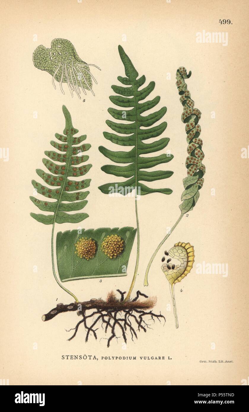 Common polypody fern, Polypodium vulgare. Chromolithograph from Carl Lindman's 'Bilder ur Nordens Flora' (Pictures of Northern Flora), Stockholm, Wahlstrom & Widstrand, 1905. Lindman (1856-1928) was Professor of Botany at the Swedish Museum of Natural History (Naturhistoriska Riksmuseet). The chromolithographs were based on Johan Wilhelm Palmstruch's 'Svensk botanik,' 1802-1843. Stock Photo