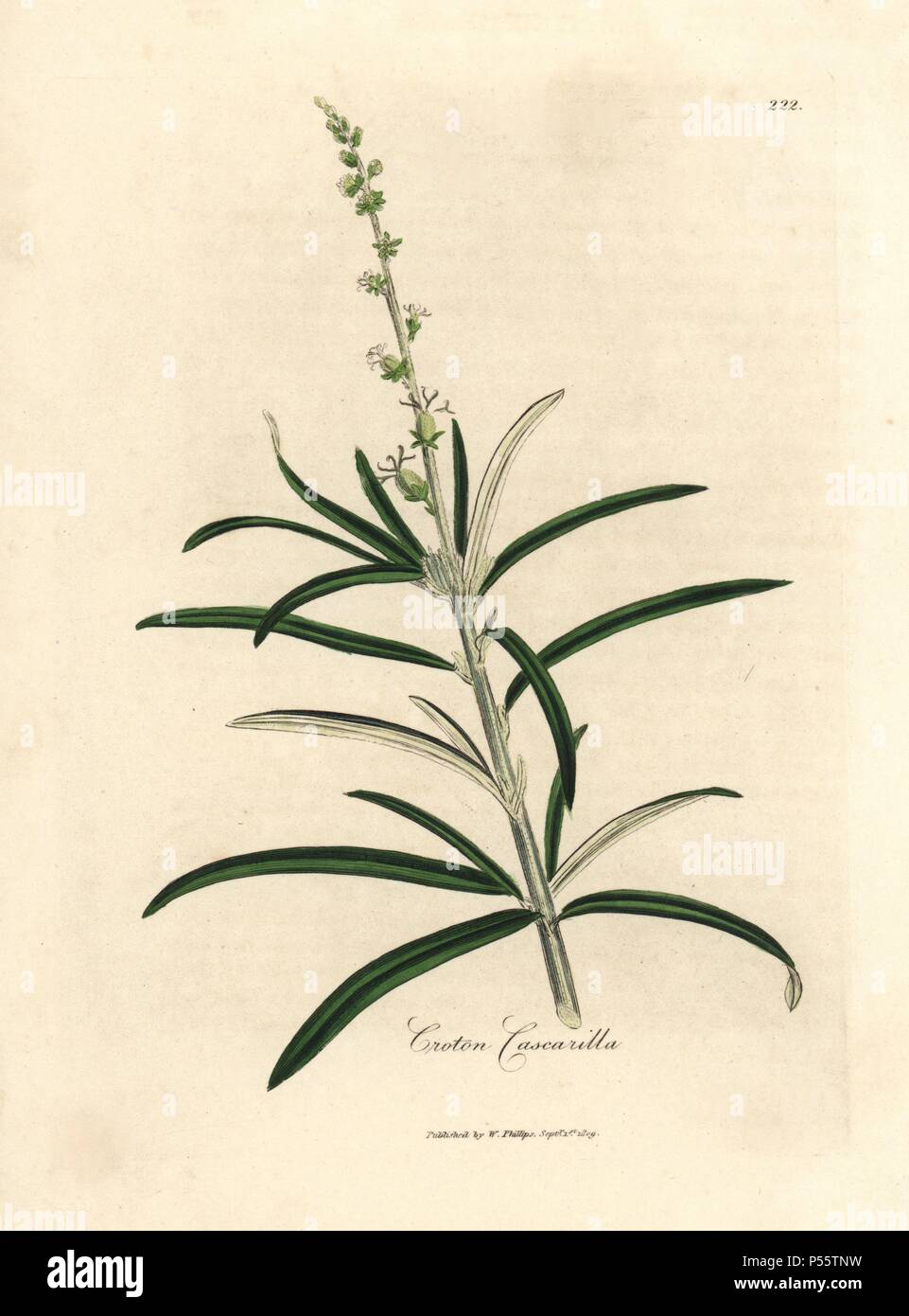 Cascarilla, Croton eluteria. Handcoloured copperplate engraving from a botanical illustration by James Sowerby from William Woodville and Sir William Jackson Hooker's "Medical Botany," John Bohn, London, 1832. The tireless Sowerby (1757-1822) drew over 2, 500 plants for Smith's mammoth "English Botany" (1790-1814) and 440 mushrooms for "Coloured Figures of English Fungi " (1797) among many other works. Stock Photo