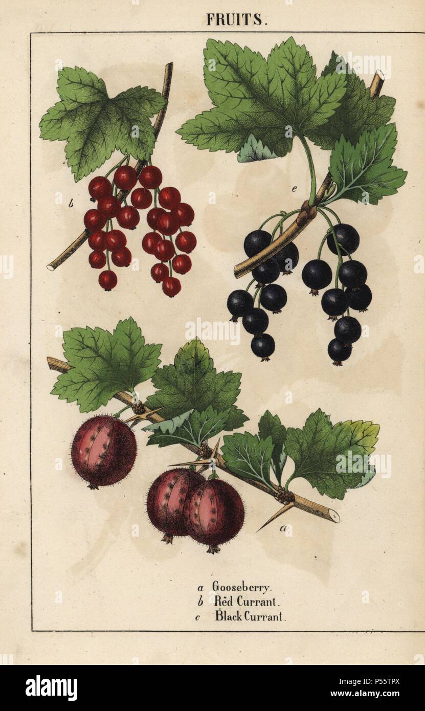 Gooseberry, redcurrant and blackcurrant fruits. . Chromolithograph from 'The Instructive Picturebook, or Lessons from the Vegetable World,' [Charlotte Mary Yonge], Edinburgh, 1858. Stock Photo
