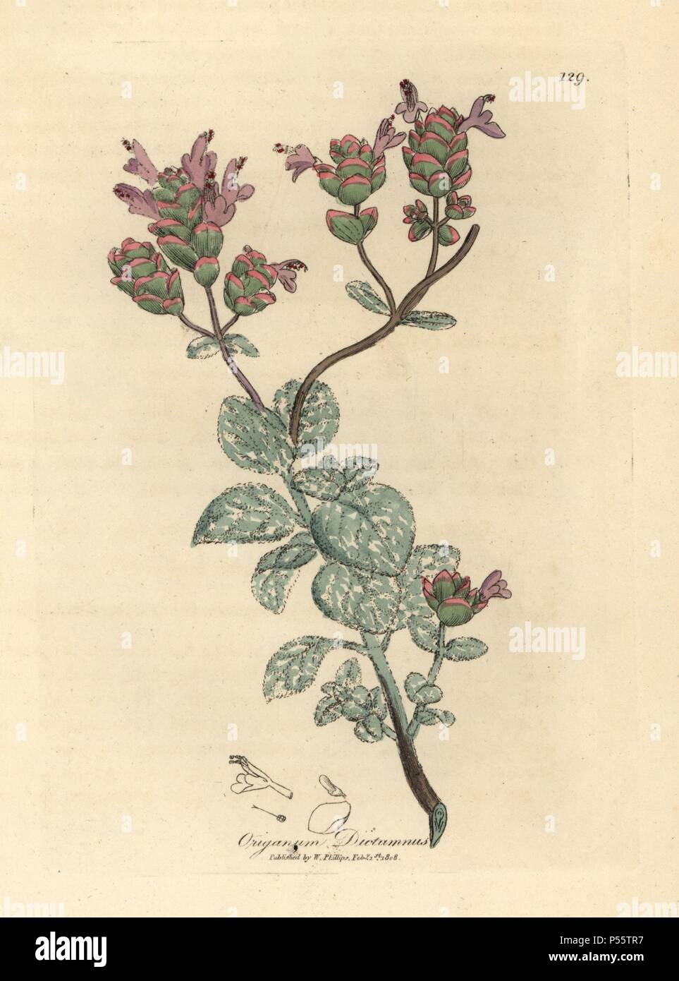 Lilac flowered dittany of Crete, Origanum dictamnus. Handcolored copperplate engraving from a botanical illustration by James Sowerby from William Woodville and Sir William Jackson Hooker's 'Medical Botany' 1832. The tireless Sowerby (1757-1822) drew over 2,500 plants for Smith's mammoth 'English Botany' (1790-1814) and 440 mushrooms for 'Coloured Figures of English Fungi ' (1797) among many other works. Stock Photo