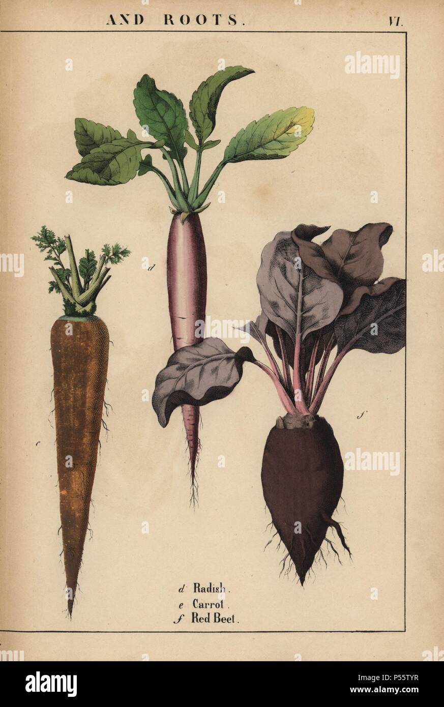 Radish, carrot and red beetroot.. . Chromolithograph from 'The Instructive Picturebook, or Lessons from the Vegetable World,' [Charlotte Mary Yonge], Edinburgh, 1858. Stock Photo