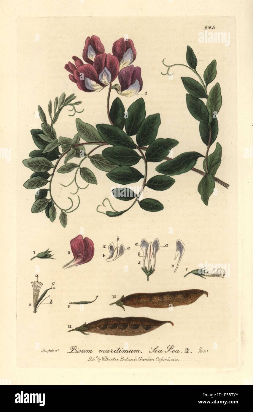 Sea pea, Pisum maritimum. Handcoloured copperplate engraving by J. Whessell from a drawing by Isaac Russell from William Baxter's 'British Phaenogamous Botany' 1837. Scotsman William Baxter (1788-1871) was the curator of the Oxford Botanic Garden from 1813 to 1854. Stock Photo