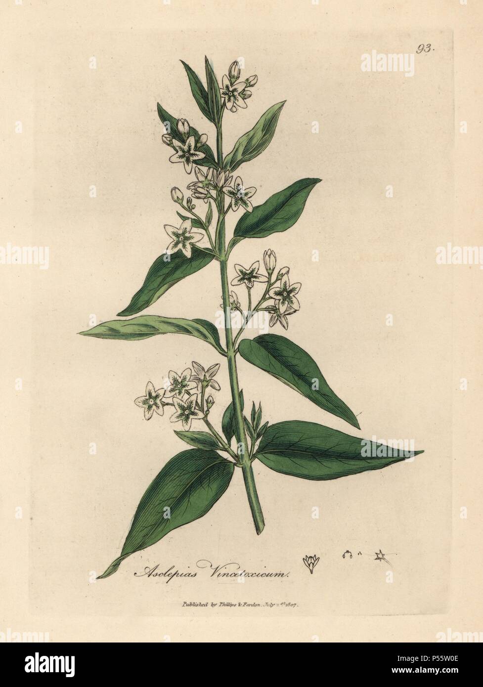 Swallowwort, Asclepias vincetoxicum. Handcoloured copperplate engraving from a botanical illustration by James Sowerby from William Woodville and Sir William Jackson Hooker's 'Medical Botany,' John Bohn, London, 1832. The tireless Sowerby (1757-1822) drew over 2, 500 plants for Smith's mammoth 'English Botany' (1790-1814) and 440 mushrooms for 'Coloured Figures of English Fungi ' (1797) among many other works. Stock Photo