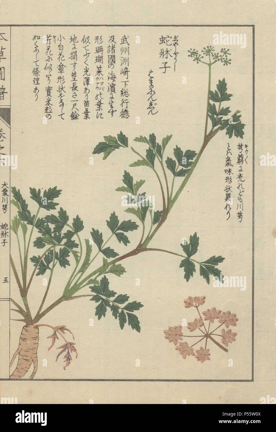 Roots, stems, leaves and tiny florets of Japanese snowparsley. Cnidium japonicum. Jashouji. Colour-printed woodblock engraving by Kan'en Iwasaki from 'Honzo Zufu,' an Illustrated Guide to Medicinal Plants, 1884. Iwasaki (1786-1842) was a Japanese botanist, entomologist and zoologist. He was one of the first Japanese botanists to incorporate western knowledge into his studies. Stock Photo