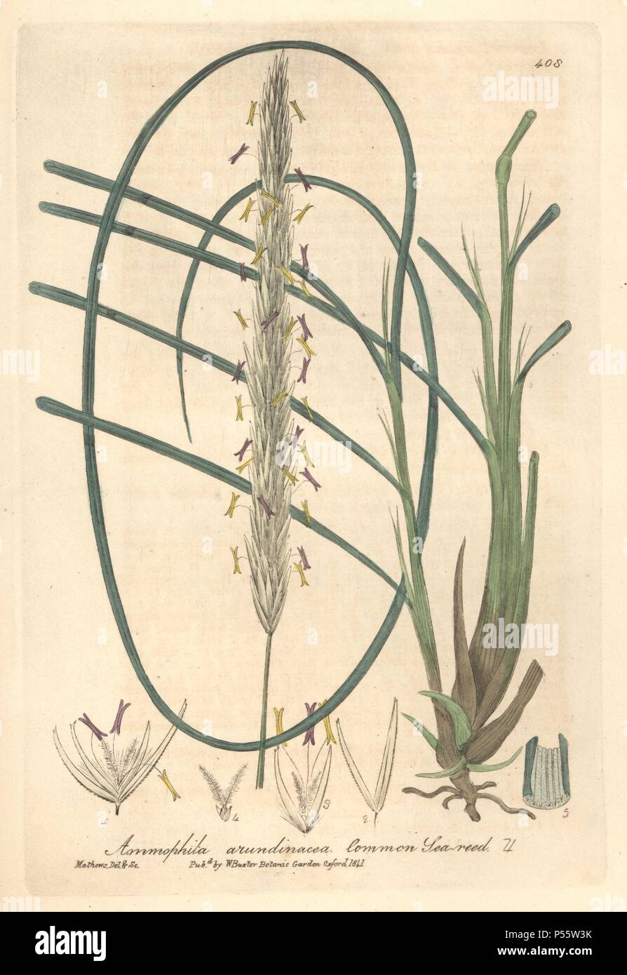 Common sea reed, Ammophila arundinacea. Handcoloured copperplate drawn ...