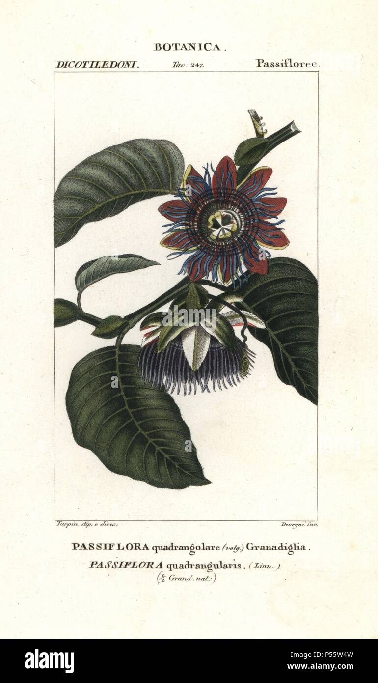 Giant granadilla, Passiflora quadrangularis. Handcoloured copperplate stipple engraving from Antoine Jussieu's 'Dictionary of Natural Science,' Florence, Italy, 1837. Illustration by Turpin, engraved by Devegni, directed by Pierre Jean-Francois Turpin, and published by Batelli e Figli. Turpin (1775-1840) is considered one of the greatest French botanical illustrators of the 19th century. Stock Photo