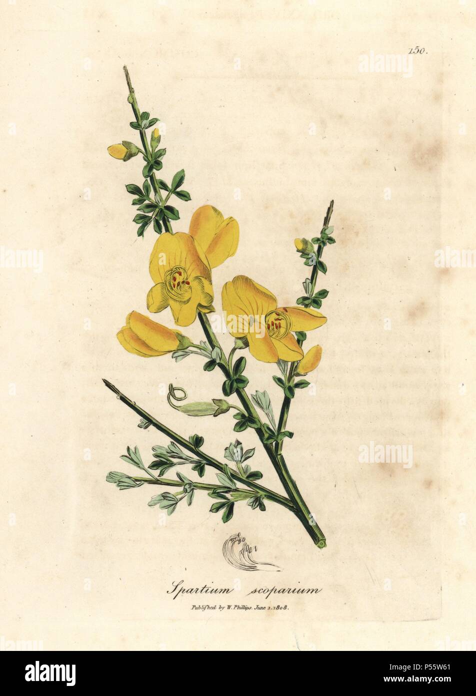 Common broom, Cytisus scoparius. Handcoloured copperplate engraving from a botanical illustration by James Sowerby from William Woodville and Sir William Jackson Hooker's 'Medical Botany,' John Bohn, London, 1832. The tireless Sowerby (1757-1822) drew over 2, 500 plants for Smith's mammoth 'English Botany' (1790-1814) and 440 mushrooms for 'Coloured Figures of English Fungi ' (1797) among many other works. Stock Photo