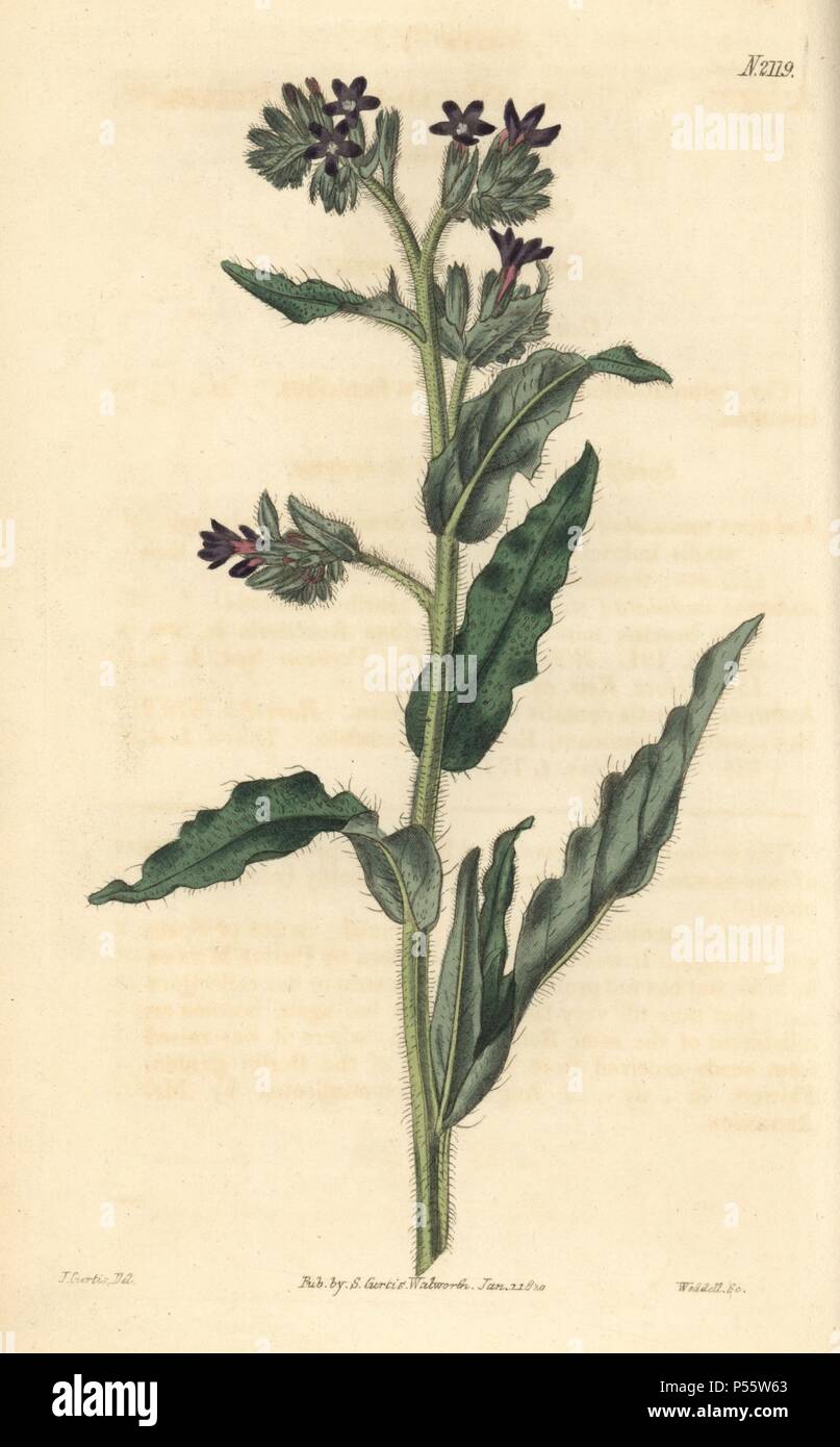 Waved-leaved bugloss, Anchusa undulata. Handcoloured copperplate engraving drawn by John Curtis and engraved by Weddell from 'Curtis's Botanical Magazine'1819, Samuel Curtis, Walworth, London. Stock Photo