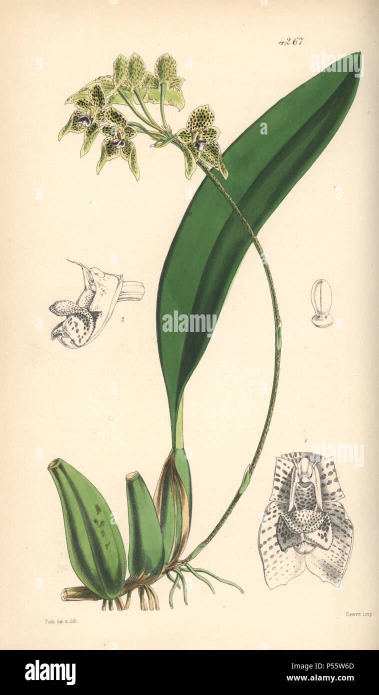 Umbrella bulbophyllum orchid, Bulbophyllum umbellatum. Hand-coloured botanical illustration drawn and lithographed by Walter Hood Fitch for Sir William Jackson Hooker's 'Curtis's Botanical Magazine,' London, Reeve Brothers, 1846. Fitch (18171892) was a tireless Scottish artist who drew over 2,700 lithographs for the 'Botanical Magazine' starting from 1834. Stock Photo