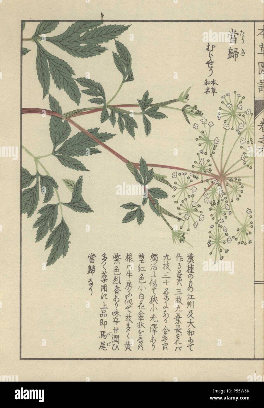 Leaves and delicate white florets of the licorice-root plant (lovage). Ligusticum acutilobum. Touki.. Colour-printed woodblock engraving by Kan'en Iwasaki from 'Honzo Zufu,' an Illustrated Guide to Medicinal Plants, 1884. Iwasaki (1786-1842) was a Japanese botanist, entomologist and zoologist. He was one of the first Japanese botanists to incorporate western knowledge into his studies. Stock Photo