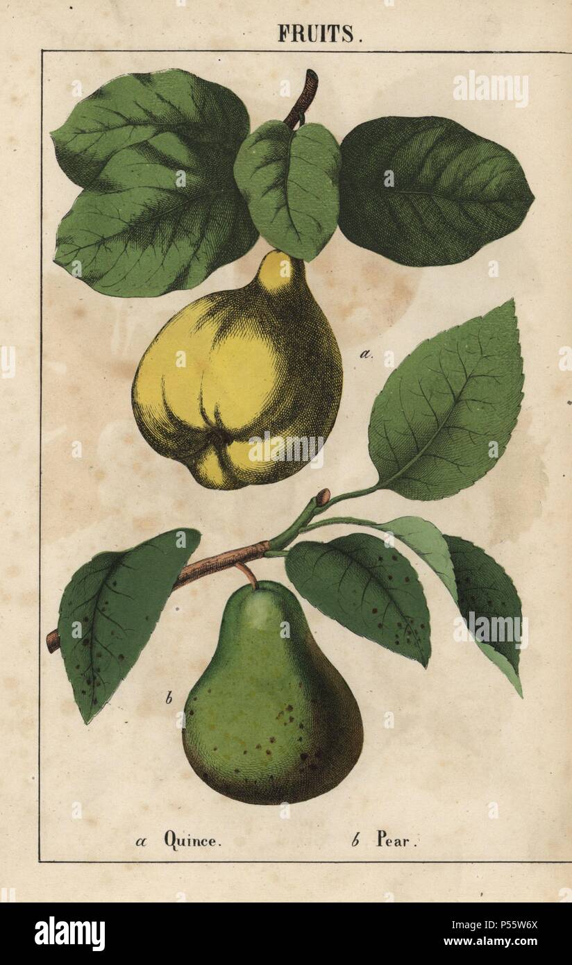 Quince and pear. . Chromolithograph from 'The Instructive Picturebook, or Lessons from the Vegetable World,' [Charlotte Mary Yonge], Edinburgh, 1858. Stock Photo