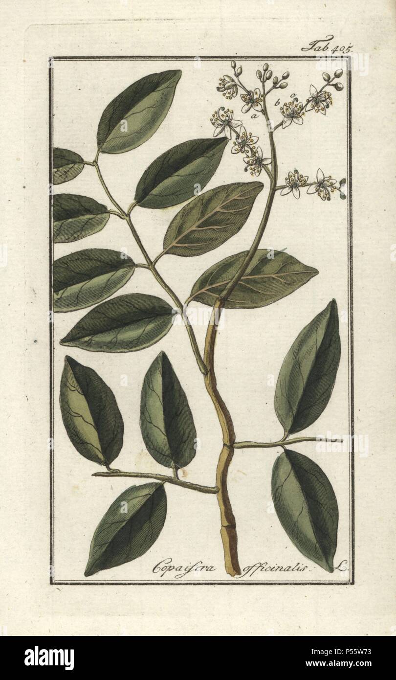 Copaiba tree, Copaifera officinalis. Handcoloured copperplate botanical engraving from Johannes Zorn's 'Afbeelding der Artseny-Gewassen,' Jan Christiaan Sepp, Amsterdam, 1796. Zorn first published his illustrated medical botany in Nurnberg in 1780 with 500 plates, and a Dutch edition followed in 1796 published by J.C. Sepp with an additional 100 plates. Zorn (1739-1799) was a German pharmacist and botanist who collected medical plants from all over Europe for his 'Icones plantarum medicinalium' for apothecaries and doctors. Stock Photo