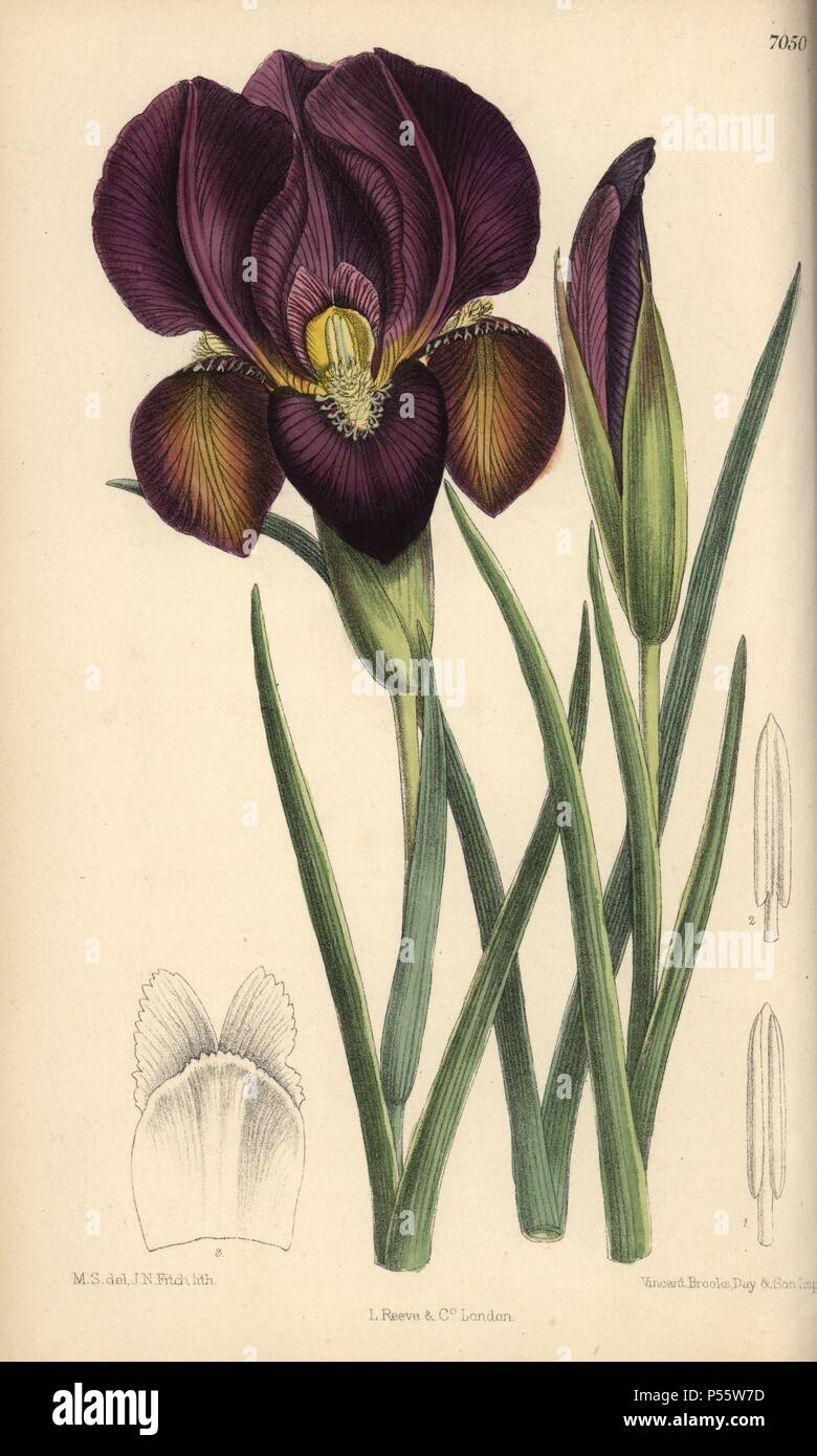 Iris barnumae, purple iris native of Armenia. Hand-coloured botanical illustration drawn by Matilda Smith and lithographed by J.N. Fitch from Joseph Dalton Hooker's 'Curtis's Botanical Magazine,' 1889, L. Reeve & Co. A second-cousin and pupil of Sir Joseph Dalton Hooker, Matilda Smith (1854-1926) was the main artist for the Botanical Magazine from 1887 until 1920 and contributed 2,300 illustrations. Stock Photo