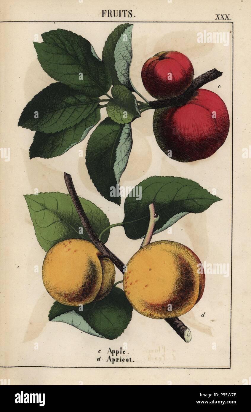 Red apples and apricots. . Chromolithograph from 'The Instructive Picturebook, or Lessons from the Vegetable World,' [Charlotte Mary Yonge], Edinburgh, 1858. Stock Photo