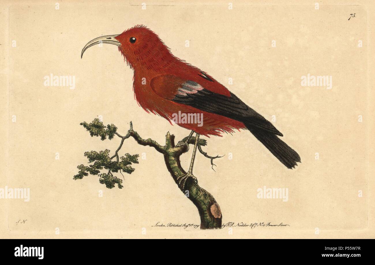 Scarlet Hawaiian honeycreeper, Vestiaria coccinea. Vulnerable. Illustration signed SN (George Shaw and Frederick Nodder).. Handcolored copperplate engraving from George Shaw and Frederick Nodder's 'The Naturalist's Miscellany' 1791.. Frederick Polydore Nodder (17511801?) was a gifted natural history artist and engraver. Nodder honed his draftsmanship working on Captain Cook and Joseph Banks' Florilegium and engraving Sydney Parkinson's sketches of Australian plants. He was made 'botanic painter to her majesty' Queen Charlotte in 1785. Nodder also drew the botanical studies in Thomas Martyn's  Stock Photo