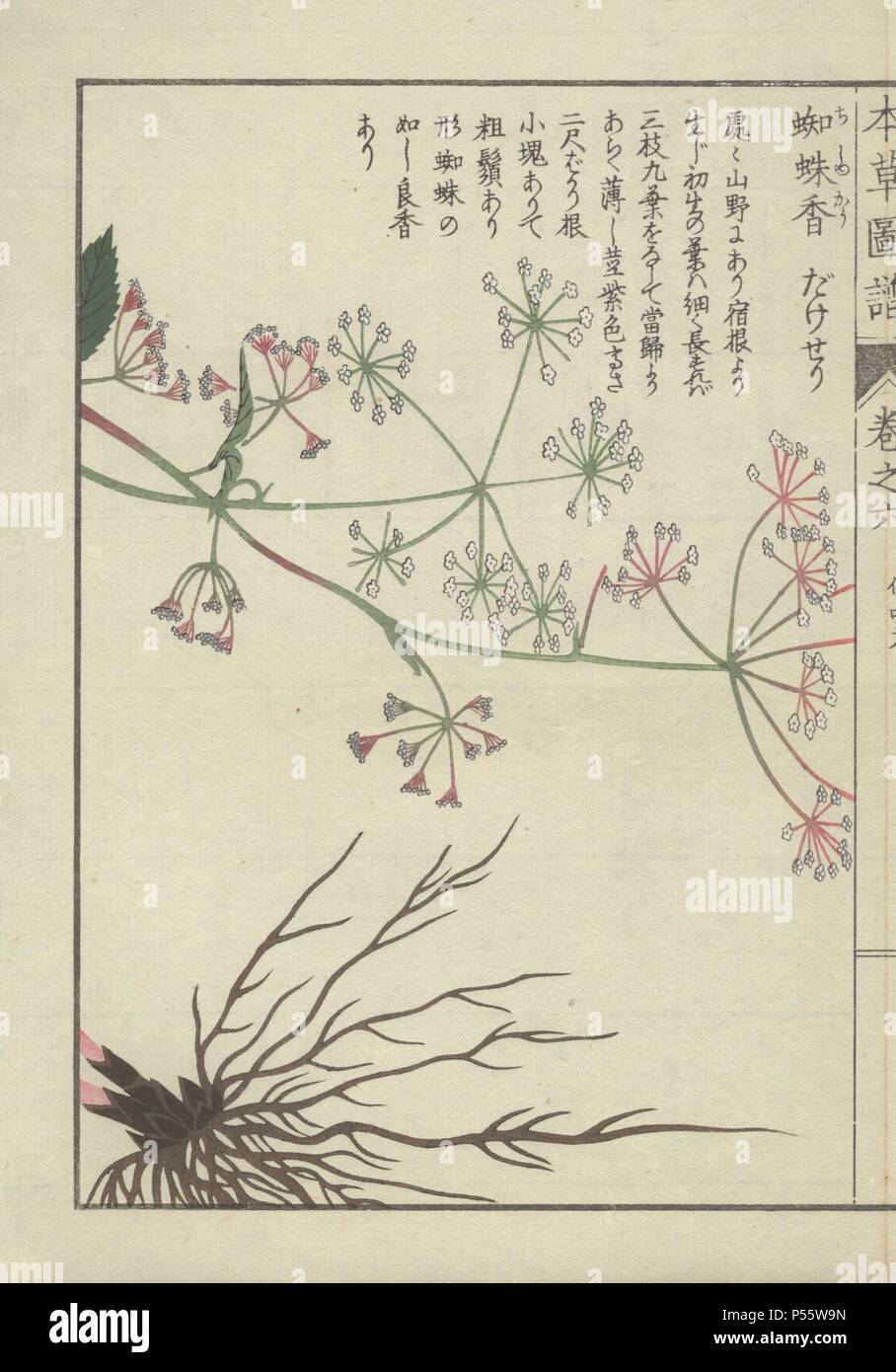 Roots and tiny pink and white flowers of burnet saxifrage. Pimpinella calycina. Chichukou.. Colour-printed woodblock engraving by Kan'en Iwasaki from 'Honzo Zufu,' an Illustrated Guide to Medicinal Plants, 1884. Iwasaki (1786-1842) was a Japanese botanist, entomologist and zoologist. He was one of the first Japanese botanists to incorporate western knowledge into his studies. Stock Photo