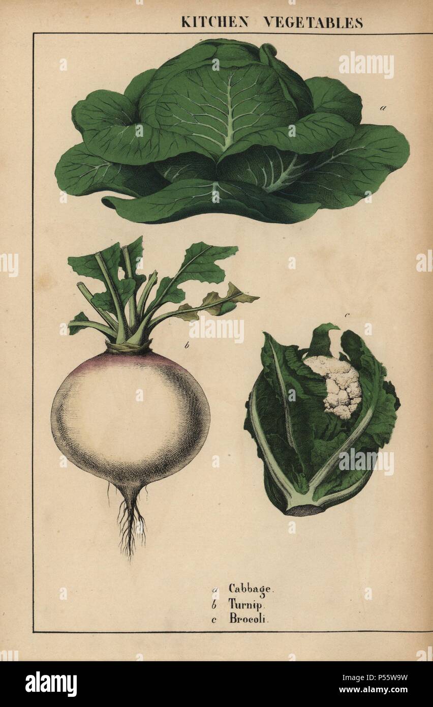 Cabbage, turnip and broccoli [brocoli]. . Chromolithograph from 'The Instructive Picturebook, or Lessons from the Vegetable World,' [Charlotte Mary Yonge], Edinburgh, 1858. Stock Photo