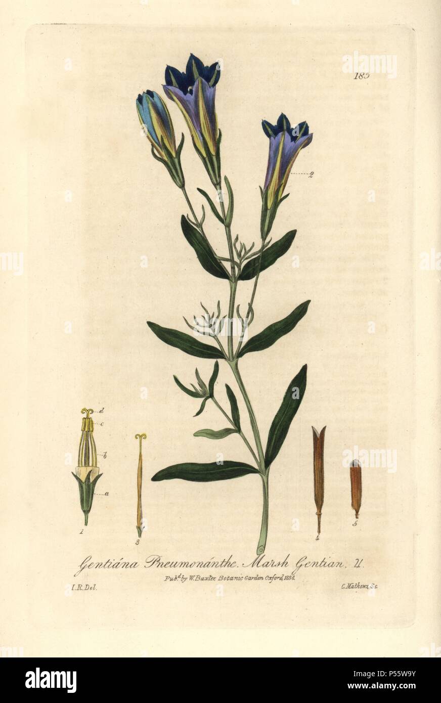 Marsh gentian, Gentiana pneumonanthe. Handcoloured copperplate engraving by Charles Mathews from a drawing by Isaac Russell from William Baxter's "British Phaenogamous Botany" 1836. Scotsman William Baxter (1788-1871) was the curator of the Oxford Botanic Garden from 1813 to 1854. Stock Photo