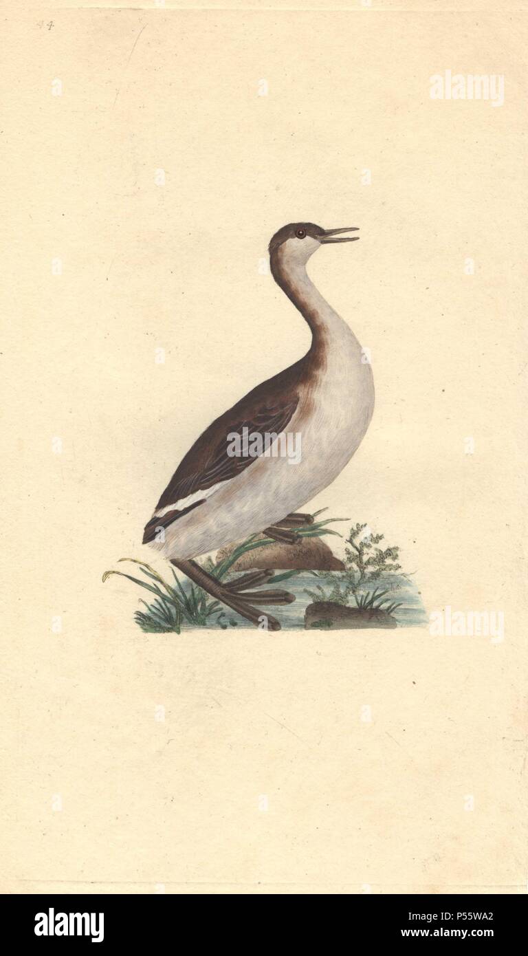 Dusky grebe or black and white dobchick (dabchick) shown standing in marshy land.. . Tachybaptus ruficollis (Podiceps nigricans). . Edward Donovan (1768-1837) was an Anglo-Irish amateur zoologist, writer, artist and engraver. He wrote and illustrated a series of volumes on birds, fish, shells and insects, opened his own museum of natural history in London, but later he fell on hard times and died penniless.. . Handcolored copperplate engraving from Edward Donovan's 'The Natural History of British Birds' (1794-1819). Stock Photo