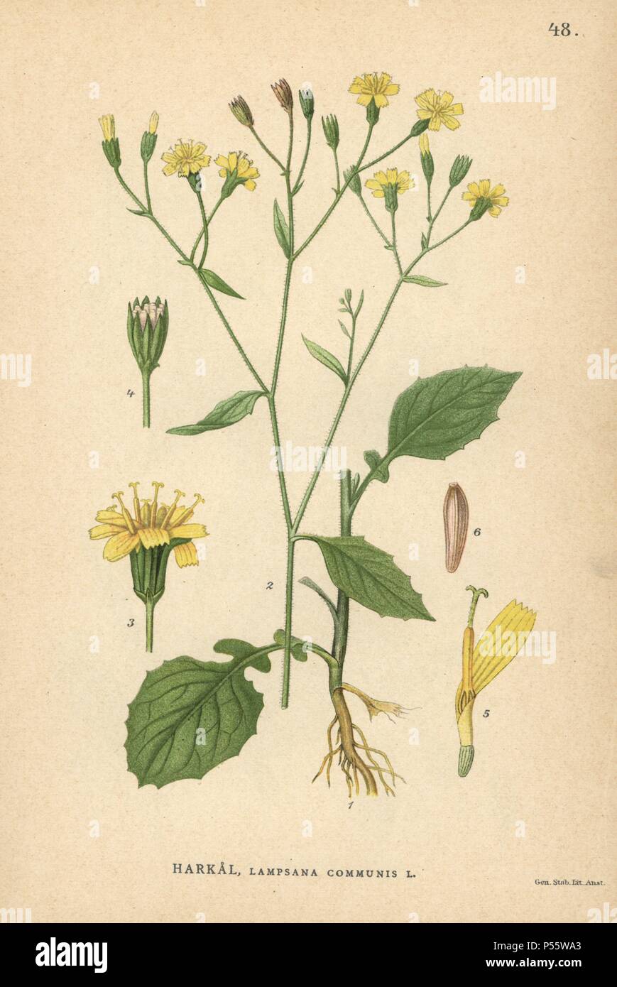 Nipplewort, Lapsana communis. Chromolithograph from Carl Lindman's 'Bilder ur Nordens Flora' (Pictures of Northern Flora), Stockholm, Wahlström & Widstrand, 1905. Lindman (1856-1928) was Professor of Botany at the Swedish Museum of Natural History (Naturhistoriska Riksmuseet). The chromolithographs were based on Johan Wilhelm Palmstruch's 'Svensk botanik' (1802-1843). Stock Photo