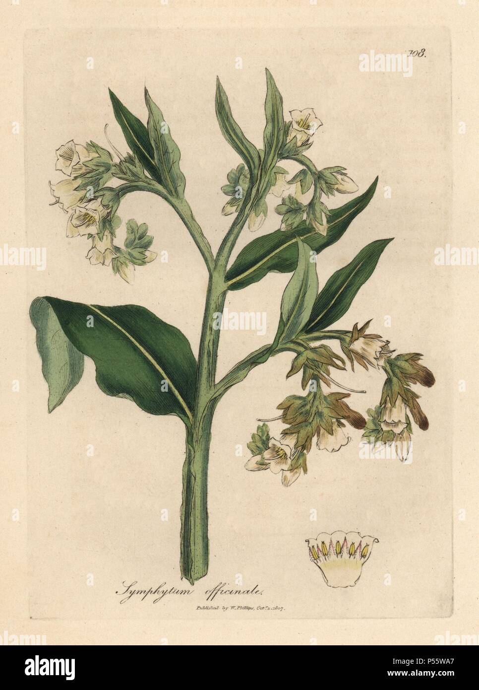 Symphytum officinale illustration hi-res stock photography and images ...