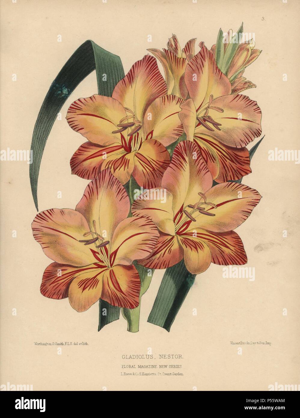 Orange and crimson gladiolus nestor. Handcolored botanical drawn and lithographed by W.G. Smith from H.H. Dombrain's 'Floral Magazine' 1872.. Worthington G. Smith (1835-1917), architect, engraver and mycologist. Smith also illustrated 'The Gardener's Chronicle.' Henry Honywood Dombrain (1818-1905), clergyman gardener, was editor of the 'Floral Magazine' from 1862 to 1873. Stock Photo