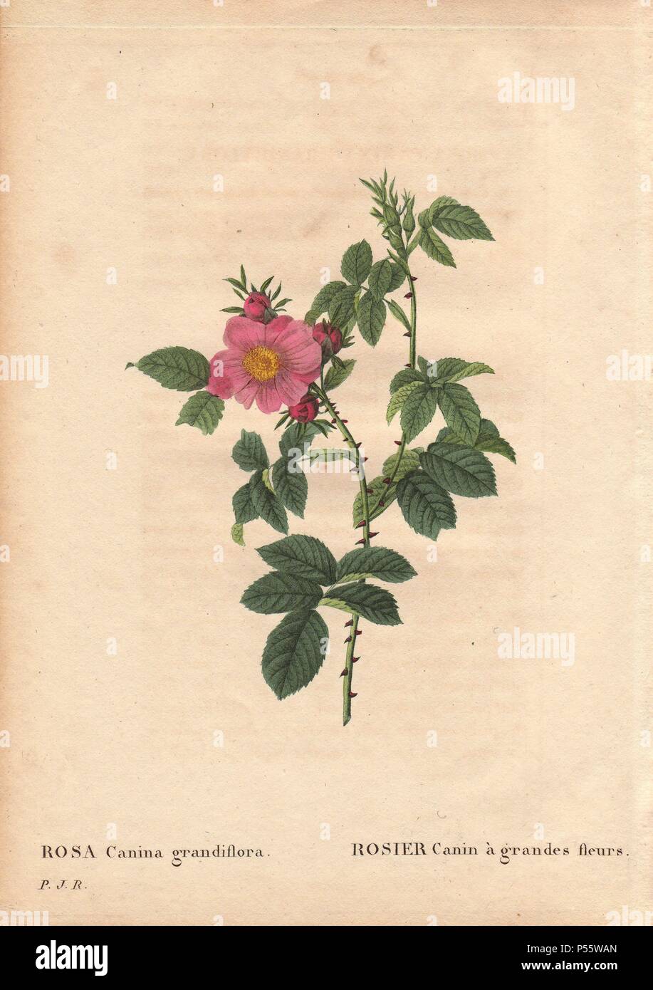 Rosier 'Garden Princess' Rose Double Jaune - 3,5L Conteneur