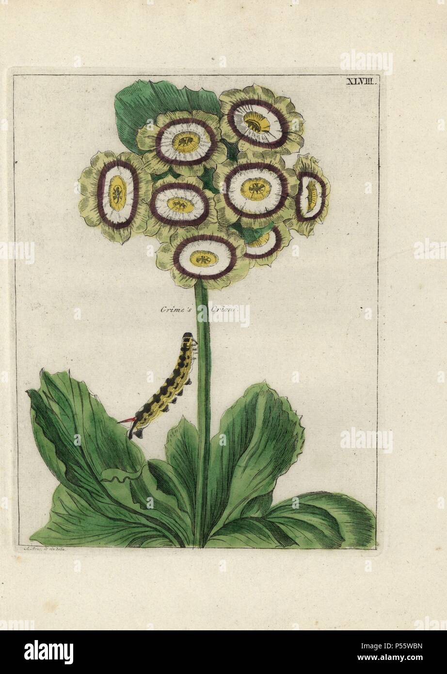 Grime's Orion auricula, Primula auricula, with caterpillar. Handcoloured copperplate engraving from 'Nederlandsch Bloemwerk' (Dutch Flower Arrangements), Amsterdam, J.B. Elwe, 1794. Botanical illustration drawn from life by A. Bres. Stock Photo