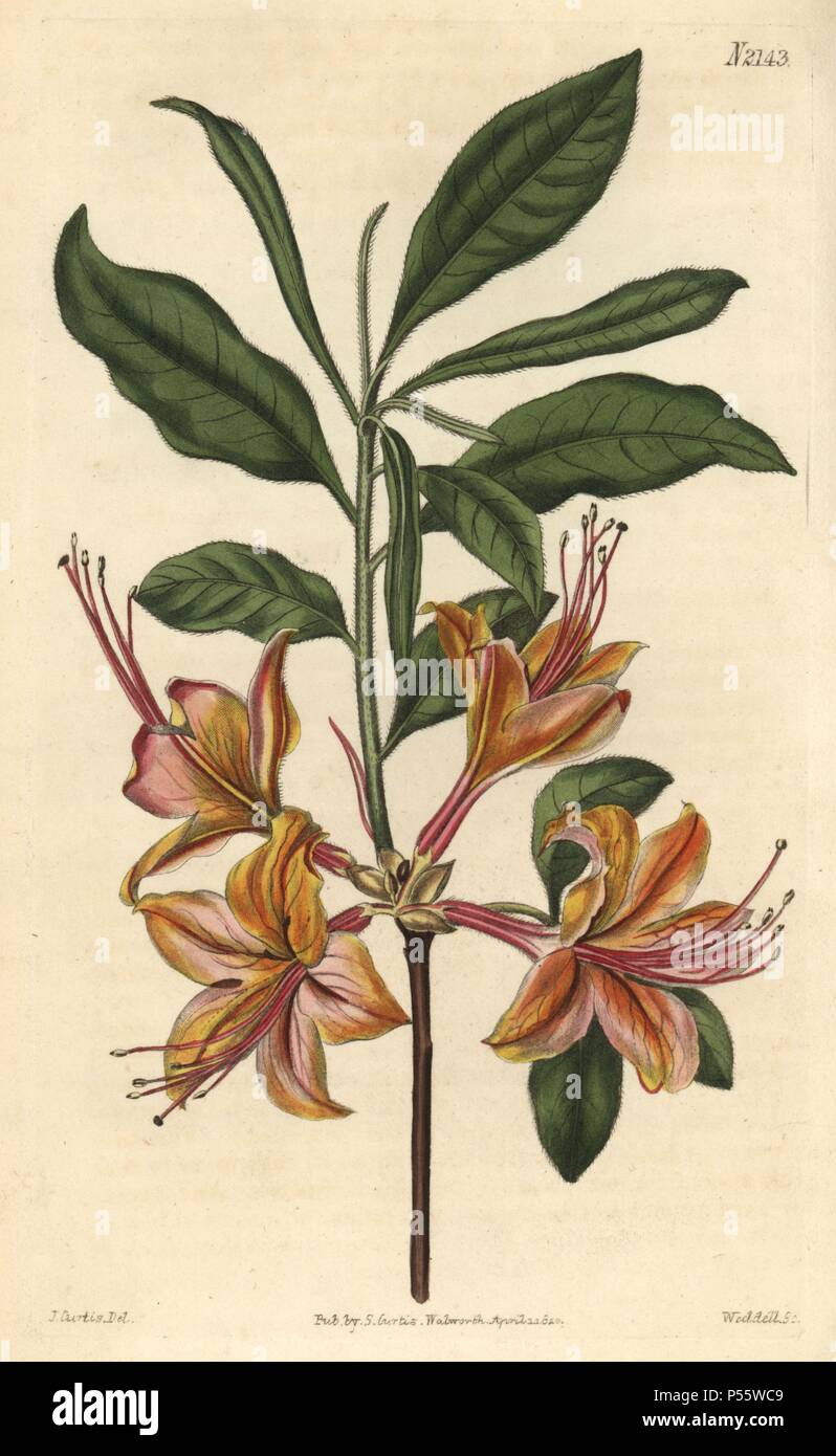 Flame-coloured azalea, Azalea calendulacea flammea. Handcoloured copperplate engraving drawn by John Curtis and engraved by Weddell from 'Curtis's Botanical Magazine'1820, Samuel Curtis, Walworth, London. Stock Photo