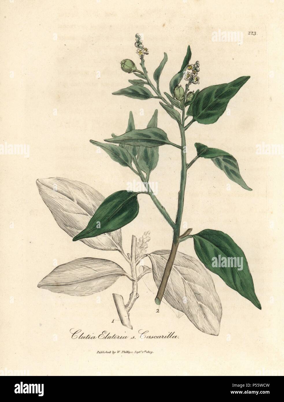 Cascarilla, Croton eluteria. Handcoloured copperplate engraving from a  botanical illustration by James Sowerby from William Woodville and Sir  William Jackson Hooker's Medical Botany, John Bohn, London, 1832. The  tireless Sowerby (1757-1822) drew