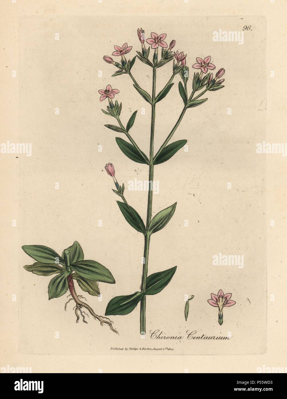 Centaury, Chironia centaurium. Handcoloured copperplate engraving from a botanical illustration by James Sowerby from William Woodville and Sir William Jackson Hooker's 'Medical Botany,' John Bohn, London, 1832. The tireless Sowerby (1757-1822) drew over 2, 500 plants for Smith's mammoth 'English Botany' (1790-1814) and 440 mushrooms for 'Coloured Figures of English Fungi ' (1797) among many other works. Stock Photo