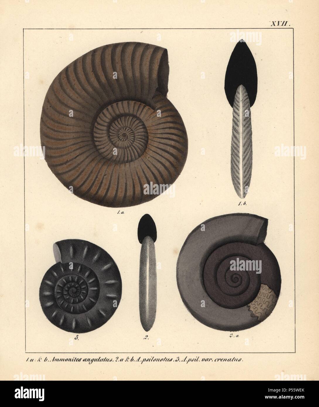 Fossils of extinct encephalopods: Ammonites angulatus, A. psilonotus and A. psilonotus var. crenatus. Handcoloured lithograph by an unknown artist from Dr. F.A. Schmidt's 'Petrefactenbuch,' published in Stuttgart, Germany, 1855 by Verlag von Krais & Hoffmann. Dr. Schmidt's 'Book of Petrification' introduced fossils and palaeontology to both the specialist and general reader. Stock Photo