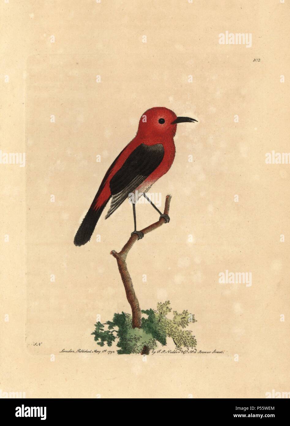 Cardinal myzomela, Myzomela cardinalis. Illustration signed SN (George Shaw and Frederick Nodder).. Handcolored copperplate engraving from George Shaw and Frederick Nodder's 'The Naturalist's Miscellany' 1792.. Frederick Polydore Nodder (17511801?) was a gifted natural history artist and engraver. Nodder honed his draftsmanship working on Captain Cook and Joseph Banks' Florilegium and engraving Sydney Parkinson's sketches of Australian plants. He was made 'botanic painter to her majesty' Queen Charlotte in 1785. Nodder also drew the botanical studies in Thomas Martyn's Flora Rustica (1792) an Stock Photo