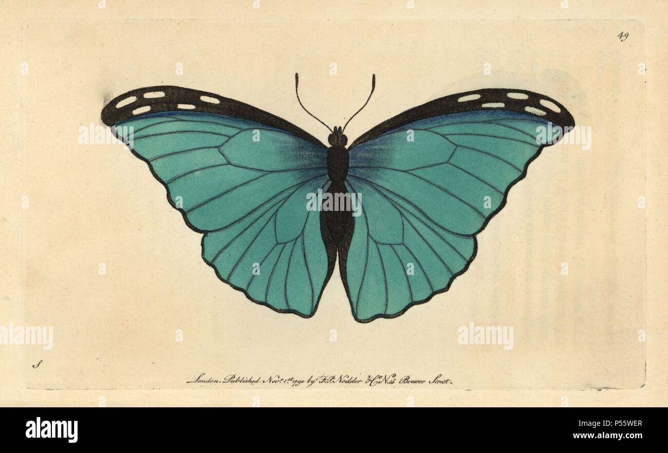 Menelaus Blue Morpho butterfly. Morpho menelaus (Papilio menelaus).  Iridescent blue tropical butterfly native to Central and South America..  Illustration signed S (George Shaw).. Handcolored copperplate engraving  from George Shaw and Frederick Nodder's "